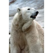 Polar Bear Portrait Wall Mural