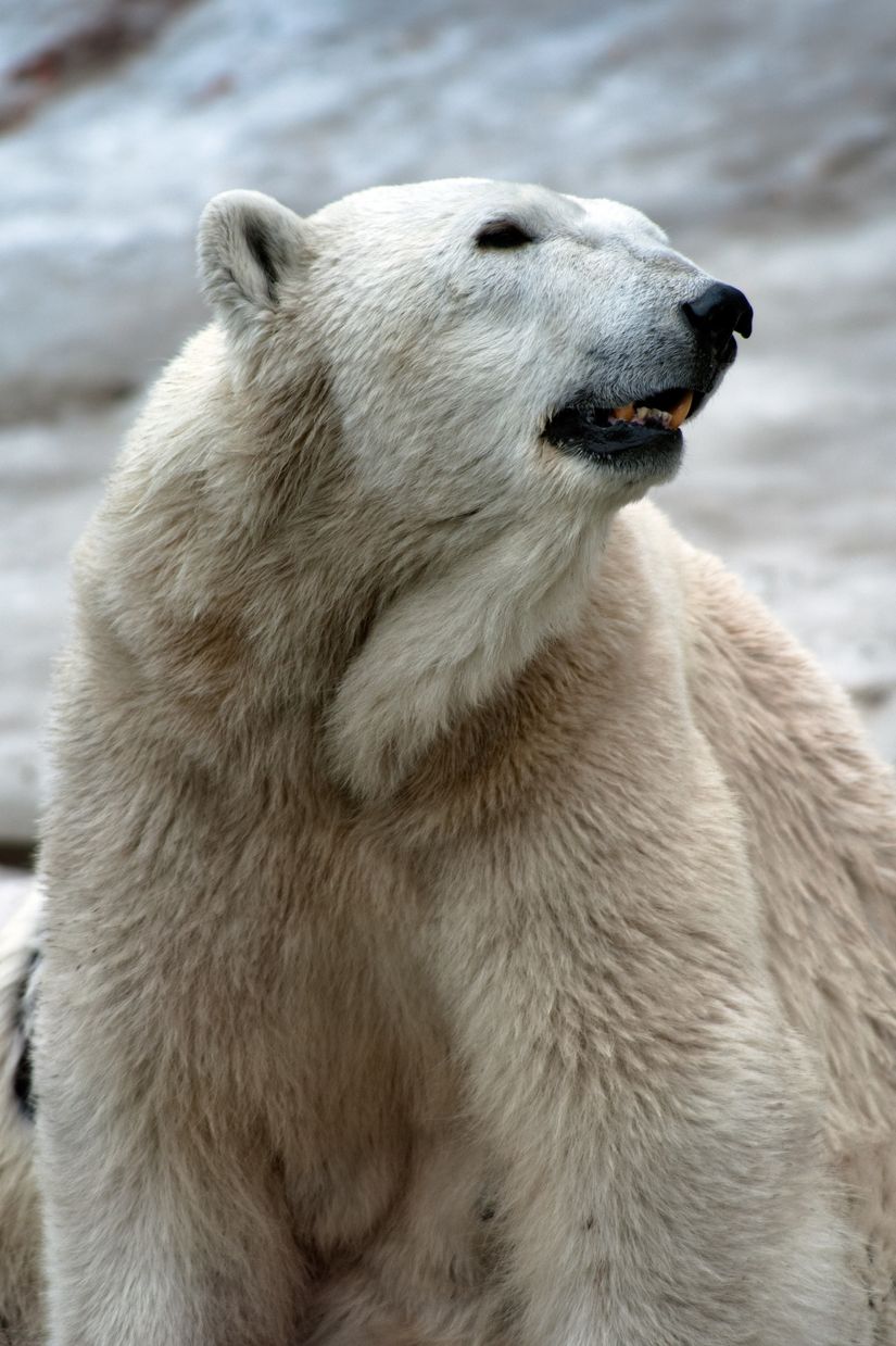 wildlife-headshot-of-a-white-polar-bear