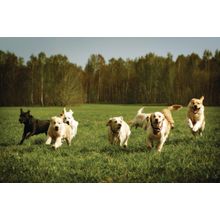 Who Let the Dogs Out Wall Mural