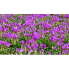 Beautiful Purple And White Crocus Flowers Wall Mural