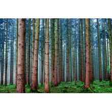 Rainy Day Forest Wall Mural