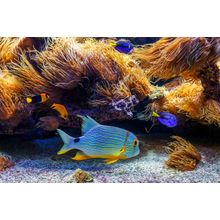 Colorful Tropical Exotic Fish Wall Mural