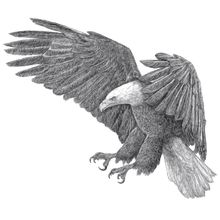 Vintage Bald Eagle Illustration Wall Mural
