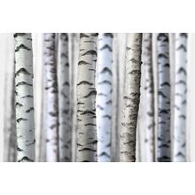 Birch Tree Trunks Wall Mural