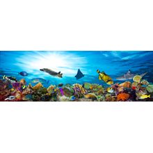 Colorful Coral Reef Wall Mural