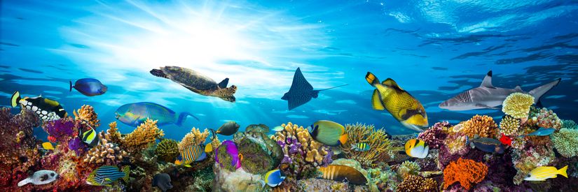 beautiful coral reefs wallpaper