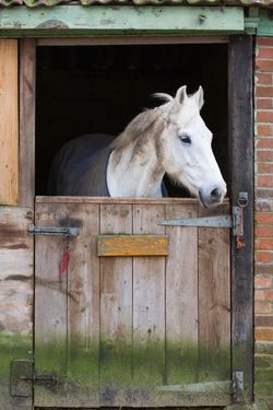 Buy White Horse in Stall Door Mural Sticker Skin Cover Online in