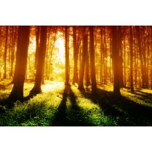 Colorful Mystical Forest Wall Mural