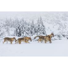 Winter Wolf Pack Wall Mural