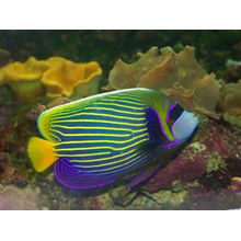 Multicolored Angelfish Wall Mural