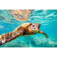 Cruisin' Sea Turtle Mural Wallpaper