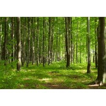 Forest In Spring Wall Mural