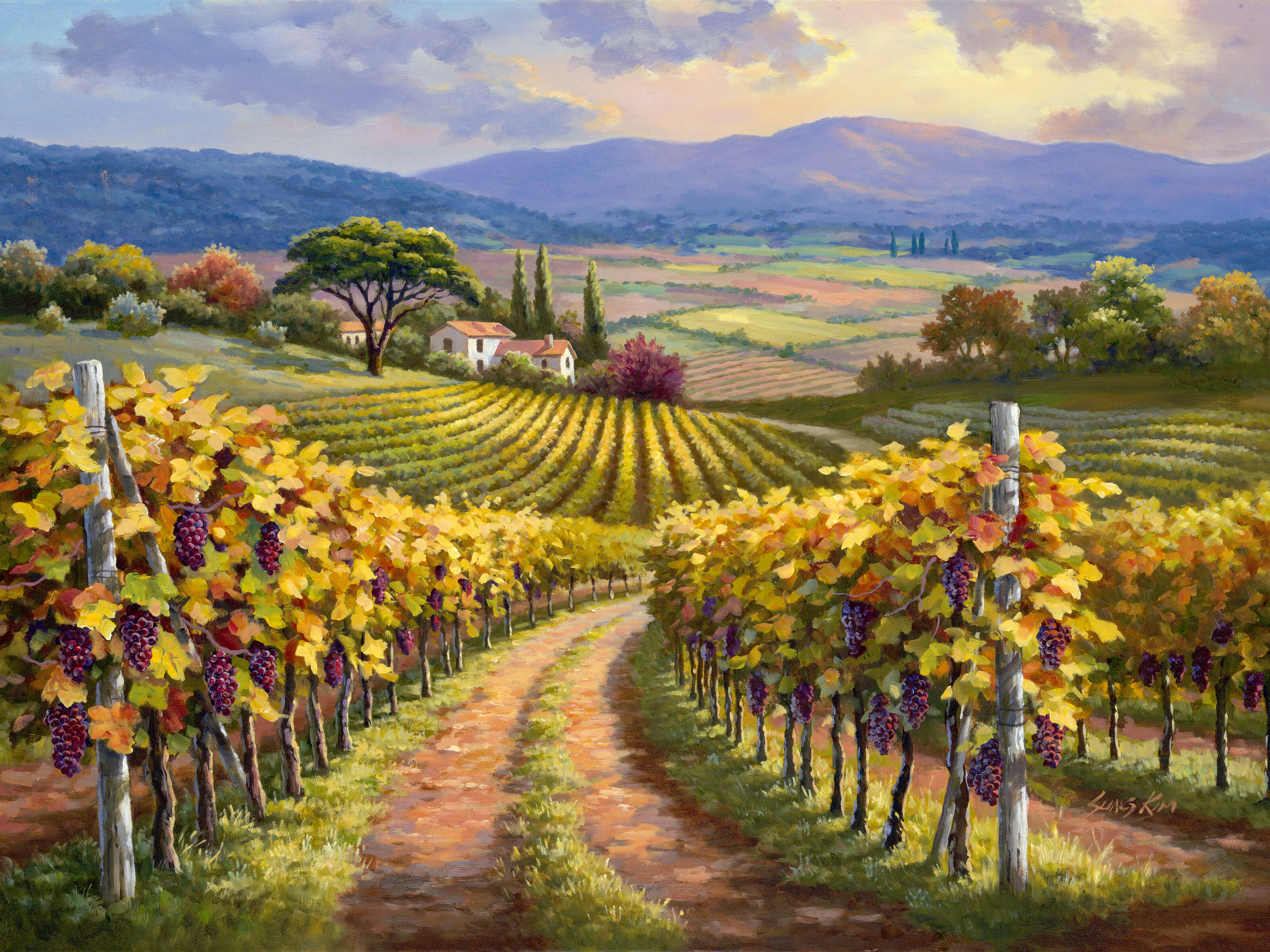 vineyard wallpaper