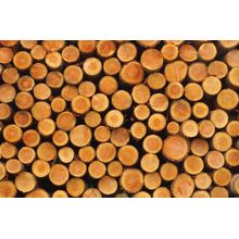 Cut Logs Wall Mural