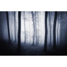 The Dark Woods Wall Mural