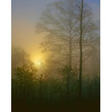 Foggy Hardwood Forest Wall Mural