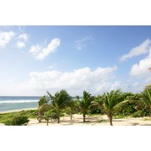 Palms By The Sea Wall Mural