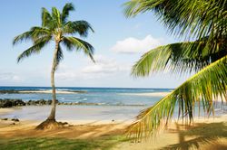 Palms-And-Po-ipu-Kauai-Wall-Mural