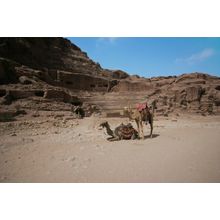 Camels Of Petra Wall Mural