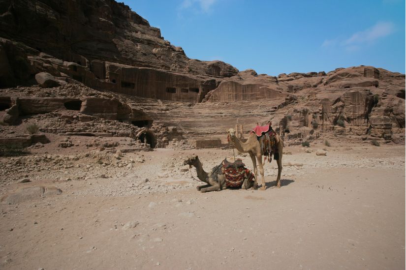 Camels-Of-Petra-Wall-Mural