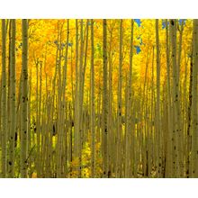 Aspens, White River National Forest, CO Wall Mural