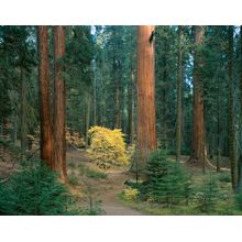 Giant Forest, Sequoia National Park, CA Wall Mural