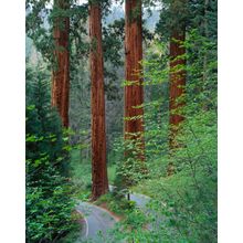 Four Guardsmen, Generals Hwy, Sequoia National Park, CA (1) Wall Mural