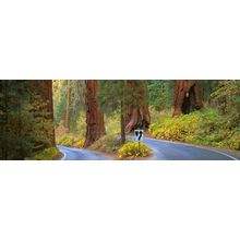 Four Guardsmen, Generals Hwy, Sequoia National Park, CA (2) Wall Mural