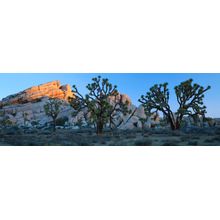 Lost Horse Valley, Joshua Tree National Park, CA Wall Mural