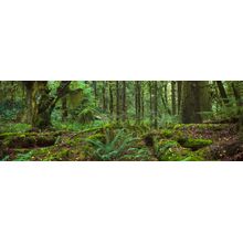 Rainforest Olympic Peninsula, WA Wall Mural