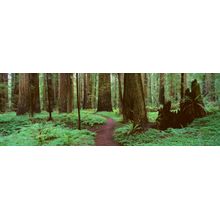 Rolph Grove, Humboldt Redwoods, CA (1) Wall Mural