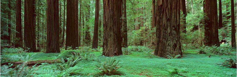 Rolph-Grove-Humboldt-Redwoods-CA--2-