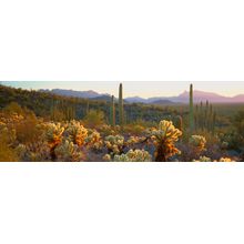 Sonoran Desert, Organ Pipe Cactus National Monument, AZ Wall Mural
