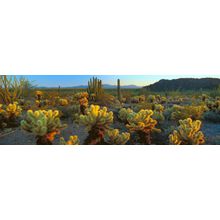 Sonoran Desert, Organ Pipe National Monument, AZ Wall Mural