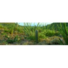 Sonoran Desert, Saguaro National Park, AZ Wall Mural