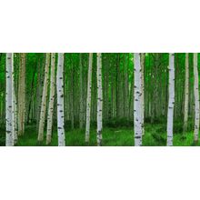 Aspens In The Springtime Wall Mural