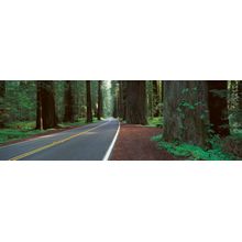 Avenue Of The Giants, Humboldt Redwoods, California Wall Mural