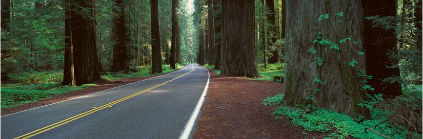 Avenue-of-the-Giants-Humboldt-Redwoods-California