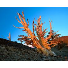 Bristlecone Pine At Sunrise, Inyo National Forest, California Wall Mural