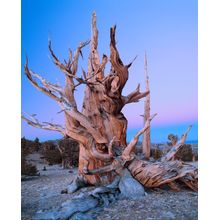 Bristlecone Pine At Twilight, Inyo National Forest, California Wall Mural