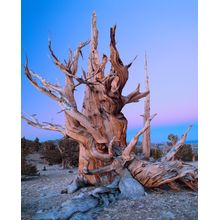 Bristlecone Pine at Twilight, Inyo National Forest, California Mural Wallpaper