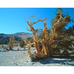 Bristlecone Pine, Inyo National Forest, California Wall Mural
