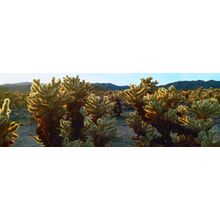 Cholla Cactus Garden, Joshua Tree National Park, California Wall Mural