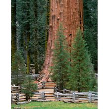 General Sherman Tree, Sequoia National Park, California Wallpaper Mural