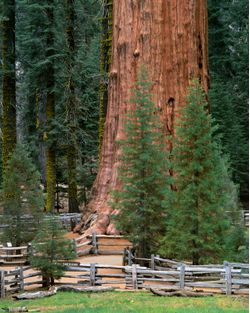 General-Sherman-Tree-Sequoia-National-Park-California