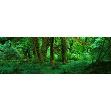 Hoh Rain Forest, Olympic National Park, WA 2 Wall Mural