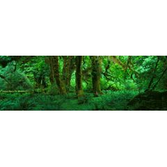 Hoh Rain Forest, Olympic National Park, WA 2 Wall Mural