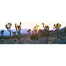 Joshua Trees, Joshua Tree National Park, California Wall Mural