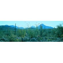 Sonoran Desert, Tucson Mountain Park, Arizona Wall Mural