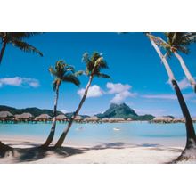 Palm Tree Beach - Bora Bora Wall Mural